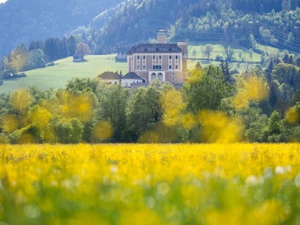 Meadow with tall buttercup (Ranunculus acris), buttercup, common buttercup, behind Trautenfels