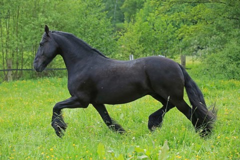 Friesian, Friesian horse