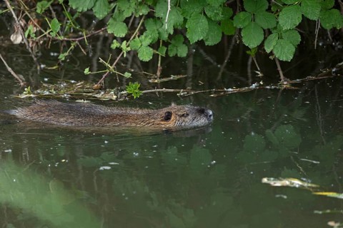 Nutria (Myocastor coypus) swimming, pond, Boizenburg, Mecklenburg-Vorpommern, Germany, Europe