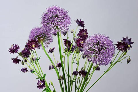 Violet bouquet with Giant onion (Allium giganteum) flowers
