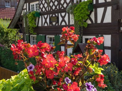 Half-timbered house with white and brown beams, surrounded by blooming red flowers and green