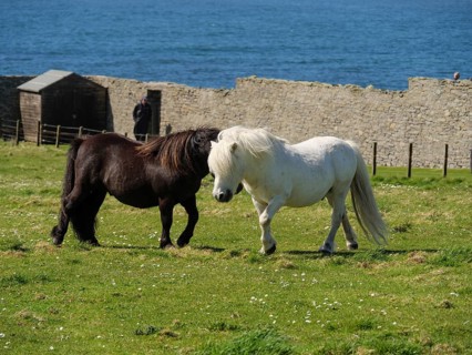 A black and a white pony move on a green pasture in front of a stone wall and the sea, black and