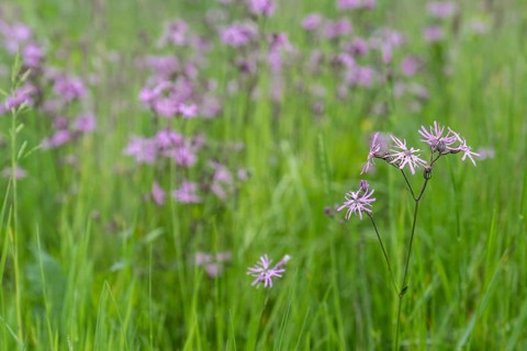 Cuckoo flower (Lychnis flos-cuculi), Emsland, Lower Saxony, Germany, Europe
