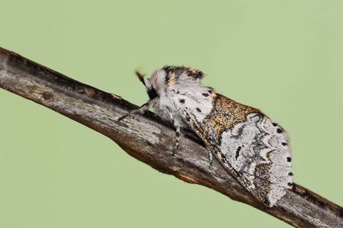 Sallow kitten moth (Furcula furcula), North Rhine-Westphalia, Germany, Europe