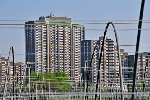 Vegetable growing, behind it the high-rise apartment blocks KoelnBerg, a socially deprived