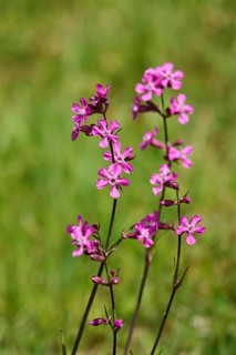 Pechnelke (Lychnis viscaria), May, Germany, Europe