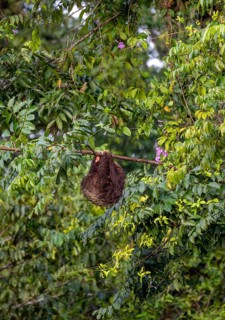 Linnaeus's two-toed sloth (Choloepus didactylus) hanging from a thin branch in a tree, Tortuguero