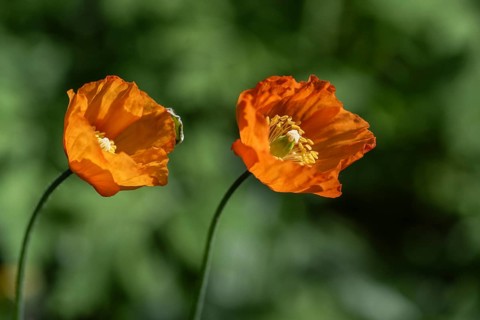 Welsh poppy (Meconopsis cambrica), Emsland, Lower Saxony, Germany, Europe