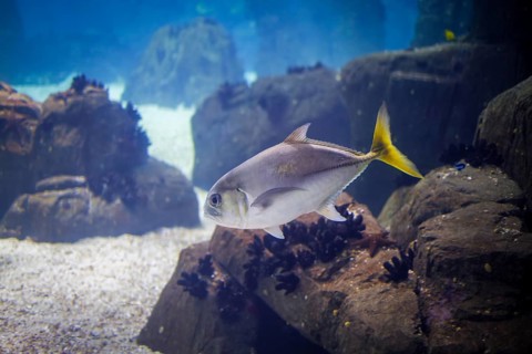 Horse eye jack Caranx latus fish aka big-eye jack underwater in sea