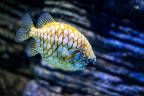 Australian pineapplefish Cleidopus gloriamaris aka mailfish fish underwater in sea