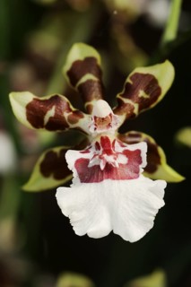 Cambria orchid (Cambria cultivar), flower, houseplant, North Rhine-Westphalia, Germany, Europe