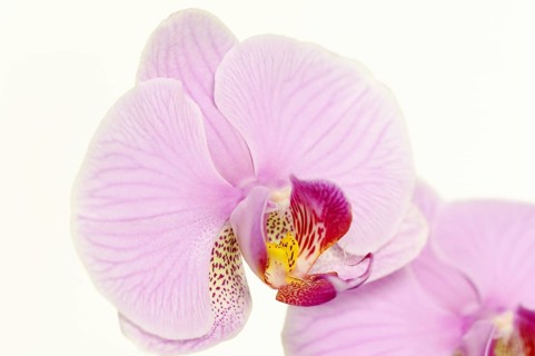 Butterfly orchid (Phalaenopsis), flower, houseplant, North Rhine-Westphalia, Germany, Europe