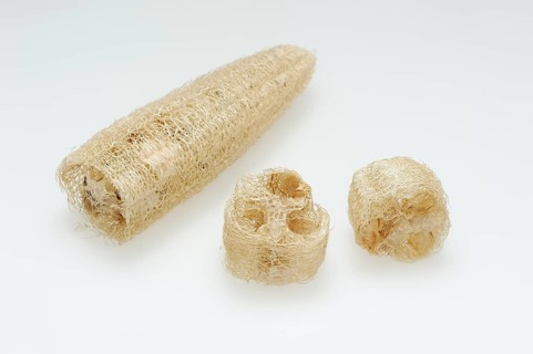 Sponge cucumber (Luffa aegyptiaca, Luffa cylindrica), fibrous interior of the ripe fruit, used as a