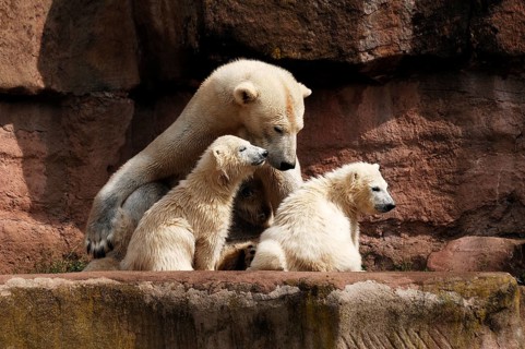 Polar bear mother with two young polar bears, Ursus maritimus, Nuremberg Zoo, Am Tiergarten 30,