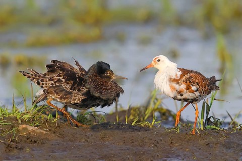 Ruff (Philomachus pugnax), mating behaviour, mating plumage, snipe birds, Ochsenmoor, Duemmer See
