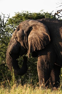 African elephant (Loxodonta africana) feeding on acacia branches, Serengeti National Park,