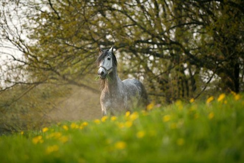 Andalusian, Andalusian horse