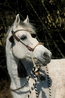 Arabian, Horse, Stallion, Portrait