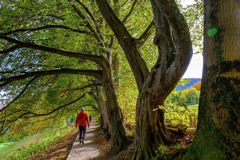 Hiker on the panorama trail, above Bad Kohlgrub, Hainbuchen, Pfaffenwinkel, Upper Bavaria, Bavaria,