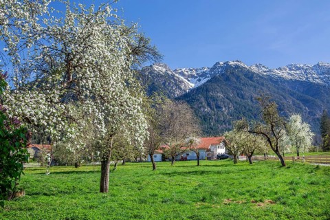 Spring meadow with blossoming trees in the village in front of Hohe Kisten 1922m in the