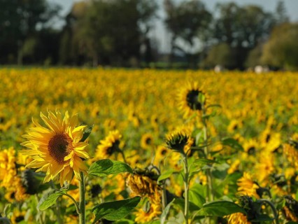 Rural sunflower field full of blooming sunflowers under a clear sky, blooming yellow sunflowers in