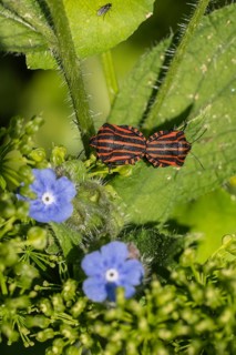 Italian striped bugs (Graphosoma lineatum), mating, Emsland, Lower Saxony, Germany, Europe