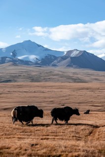 Glaciated and snow-covered mountains, yaks on the plateau in autumnal mountain landscape with