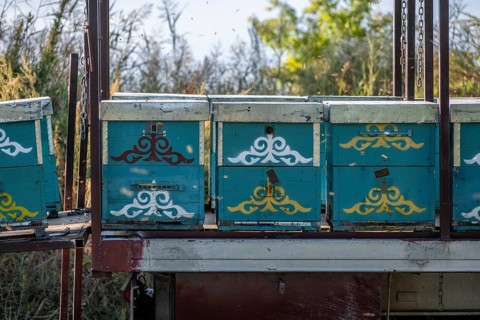 Colourfully painted beehives in a row, beekeeper, Kyrgyzstan, Asia