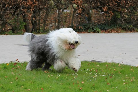 Bobtail, Old English Sheepdog