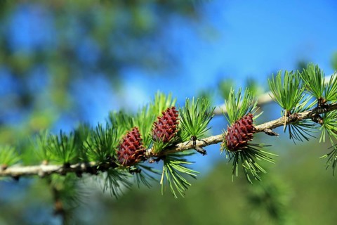 Larch (Larix), branch, detail