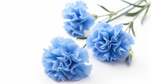 A serene display of blue carnations with soft, intricate petals on a clear white backdrop