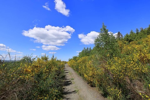 Forest path leads through a forest area destroyed by the bark beetle (Ips typographus) and