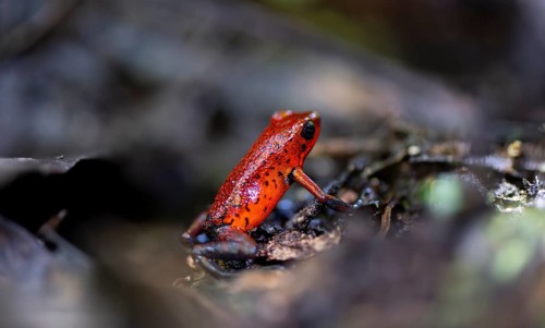 Strawberry poison-dart frog (Dendrobates pumilio), Tortuguero National Park, Costa Rica, Central