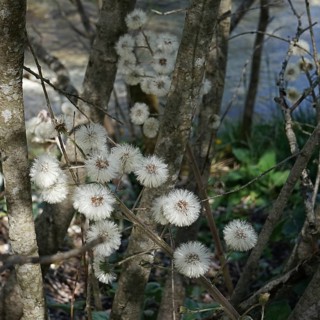 Faded butterbur (Petasites) in front of tree trunks on the shore of the Almsee in the sunlight