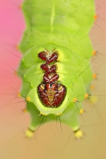 Indian luna moth (Actias selene), caterpillar, captive, occurrence in Asia