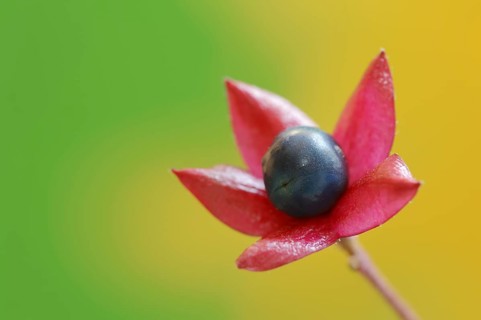 Japanese clerodendrum or Chinese clerodendrum (Clerodendrum trichotomum), fruiting stem, native to