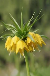 Kaiser's crown (Fritillaria imperialis), flowers, ornamental plant, North Rhine-Westphalia,