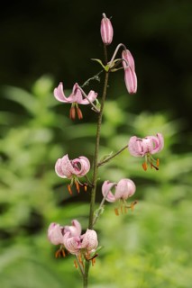Turk's cap lily or martagon lily (Lilium martagon), flowers, North Rhine-Westphalia, Germany,