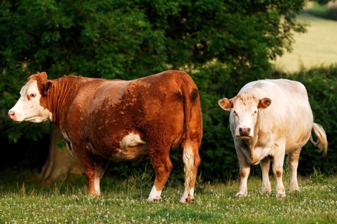 Two cows in a meadow, one brown and one white, Netherseal, South Derbyshire, England, Great Britain