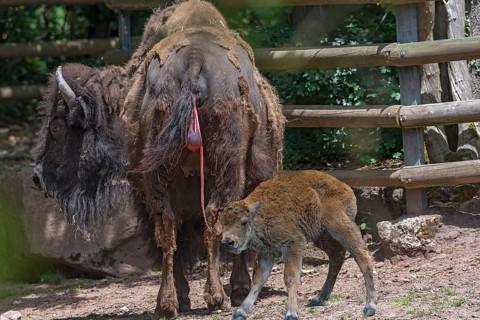 American Bison with young (Bos bison bison) still with the afterbirth, shortly after the birth of