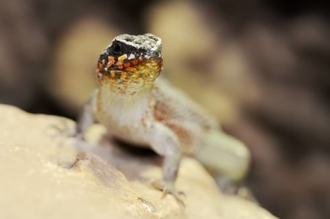 Colourful masked iguana (Leiocephalus personatus), male, captive, occurring in Haiti and the