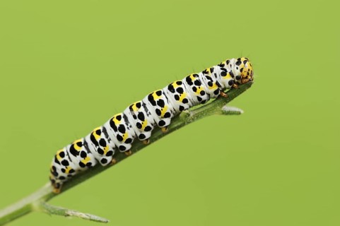 Brown-root monk (Shargacucullia scrophulariae), caterpillar, North Rhine-Westphalia, Germany,