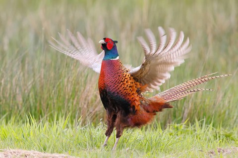 Pheasant, hunting pheasant (Phasianus colchicus), adult male bird flapping its wings in a meadow,