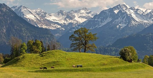 Group of trees with cattle in spring, snow-covered mountains of the Allgaeu Alps in the background,