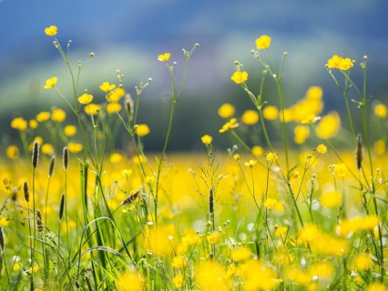 Meadow with tall buttercups (Ranunculus acris), buttercup, common buttercup, near Irdning, Ennstal,