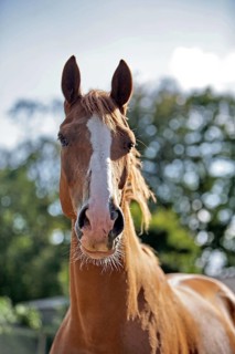 Hanoverian, Portrait