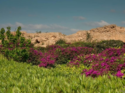 Blooming purple plants surrounded by green in front of ancient ruins in bright weather, Purple