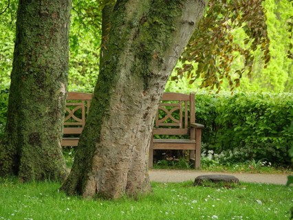 A wooden bench stands behind two large trees in a green park, small footpath between green trees,