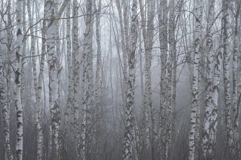 Downy birches (Betula pubescens) in winter in the fog, Lower Saxony, Germany, Europe