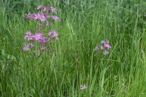Cuckoo flower (Lychnis flos-cuculi), Emsland, Lower Saxony, Germany, Europe